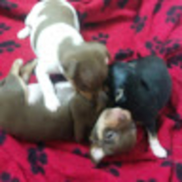 Meet your Posher, Lola - Picture 1 of 1